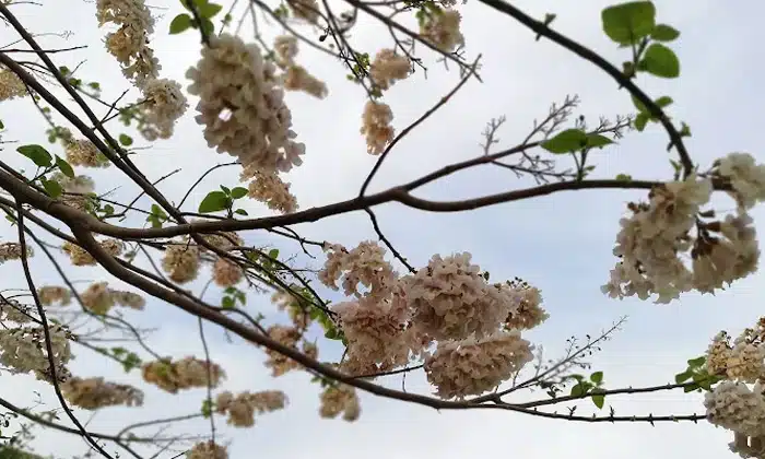 پارک حجاب مشهد