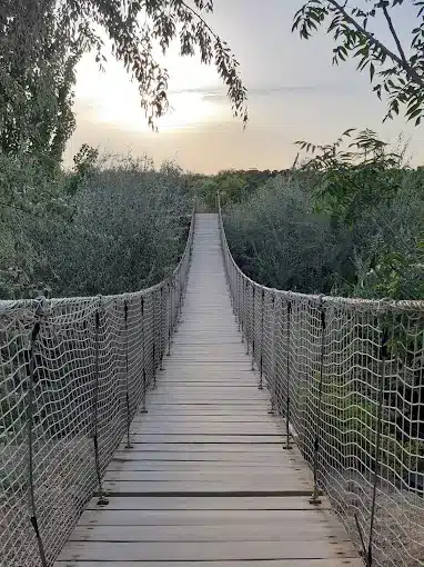 پل معلق چوبی در پارک ژوراسیک مشهد