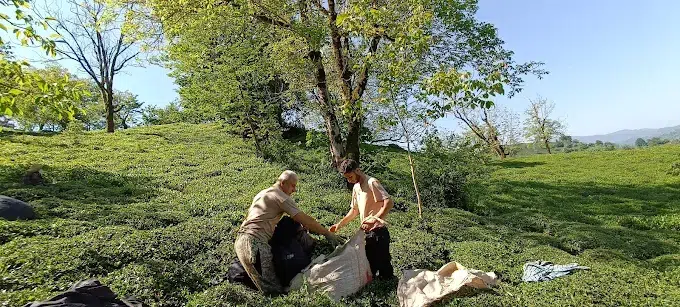 تنگه نارنج‌ بن نوشهر