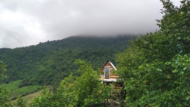 لاویچ