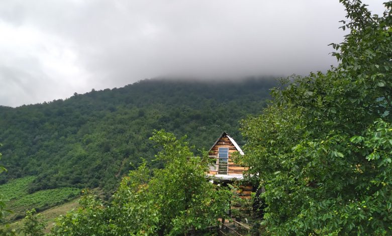 لاویچ