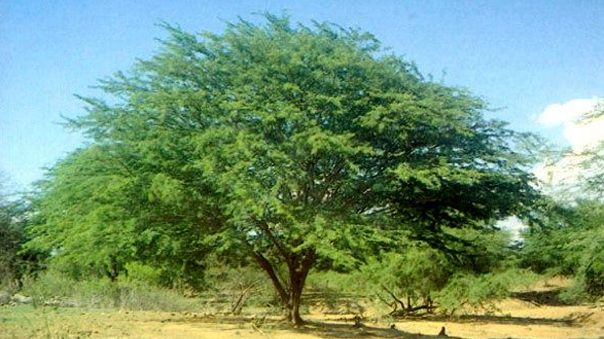 درخت کهور جزیره خارگ