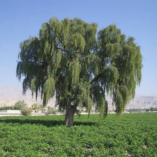 درخت کهور جزیره خارگ