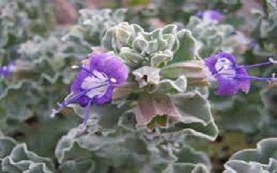 گیاه مارخوش جزیره خارک