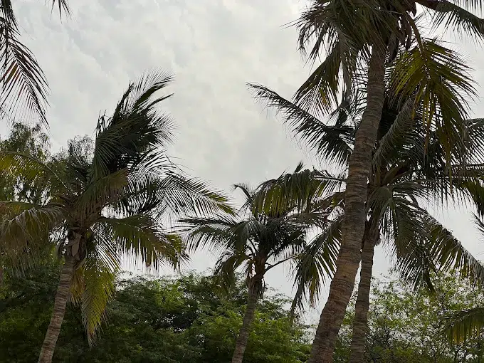 درختان نارگیل در جزیره کیش