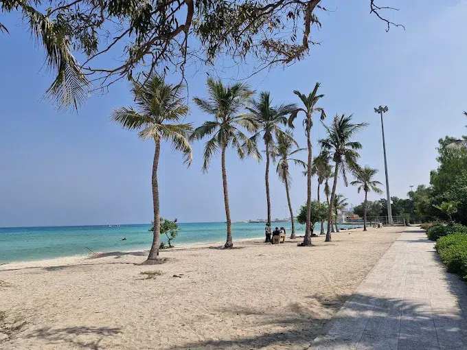 ساحل درختان نارگیل