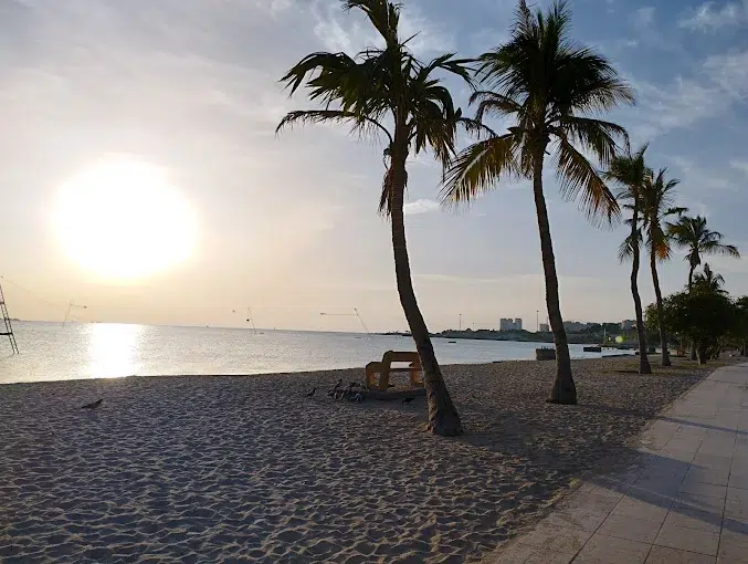 غروب ساحل درختان نارگیل