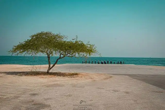 تک درخت در ساحل ماشه جزیره کیش